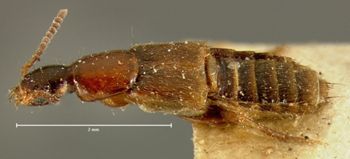 Media type: image; Entomology 34094   Aspect: habitus lateral view